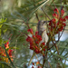 the birds of spring by koalagardens
