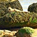 The Basking Seal. by teresahodgkinson