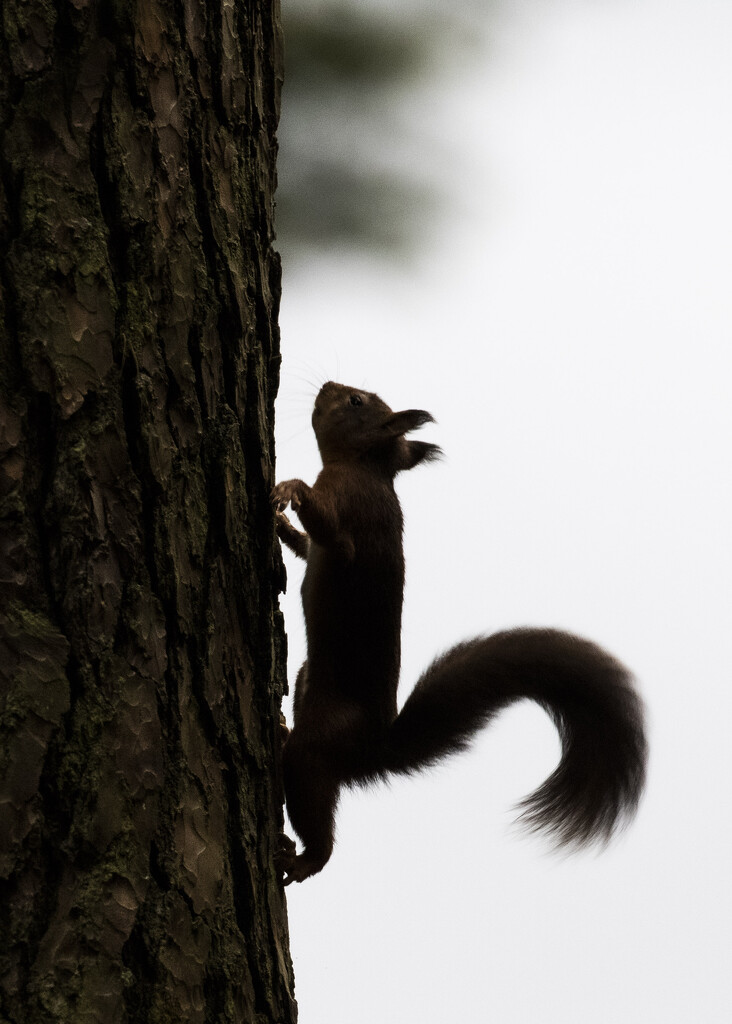 Red Squirrel Silhouette by shepherdmanswife