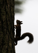 17th Oct 2021 - Red Squirrel Silhouette