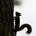 Red Squirrel Silhouette by shepherdmanswife
