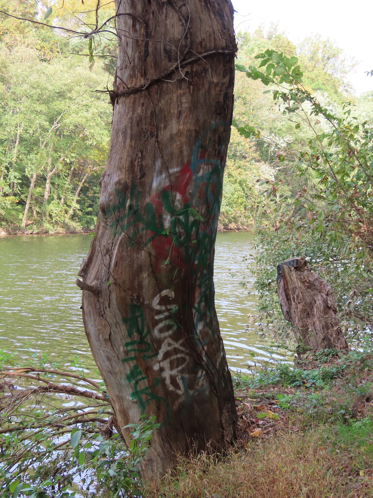 Graffiti tree by kimhearn