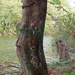 Graffiti tree by kimhearn