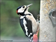 19th Oct 2021 - I think Woody is enjoying the seed