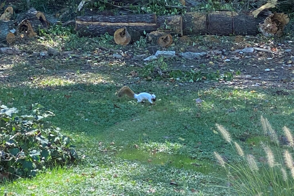Bandit the white squirrel is back by tunia