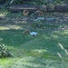 Bandit the white squirrel is back by tunia