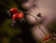 19th Oct 2021 - Extreme Rose-hips