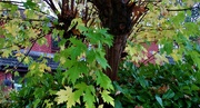 18th Oct 2021 - Silver Maple leaves.
