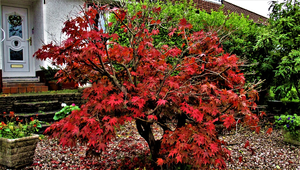 Russet leaved Acer. by grace55