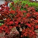 Russet leaved Acer. by grace55