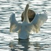 swan waterpolo by nigelrogers