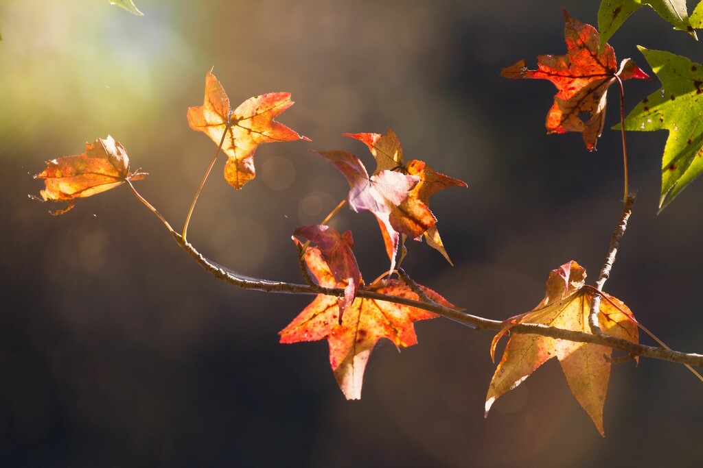 LHG_0313_leaves in the light by rontu