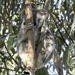 I-am-invisible by koalagardens