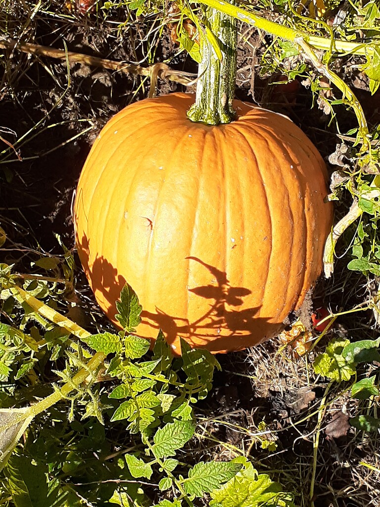 pumpkin in my garden by harrowjet