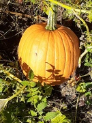 24th Sep 2021 - pumpkin in my garden