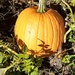 pumpkin in my garden