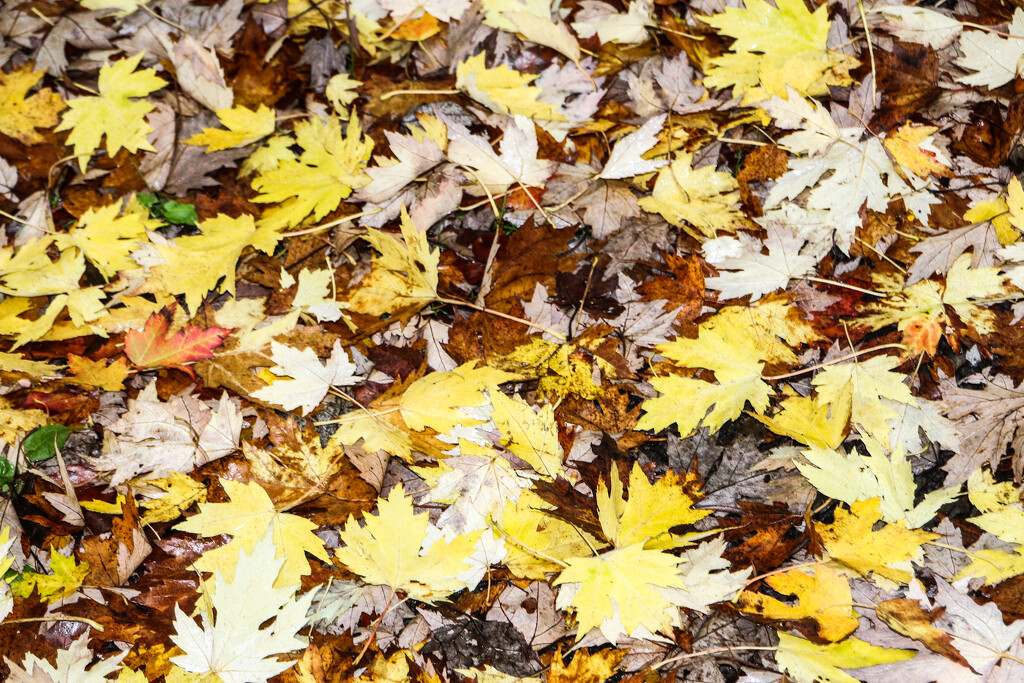 An Autumn Carpet by nodrognai