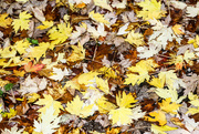 19th Oct 2021 - An Autumn Carpet