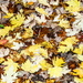 An Autumn Carpet by nodrognai