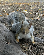 19th Oct 2021 - Throw me a nut....PLEASE....
