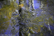 19th Oct 2021 - Water Patterns in the Stream