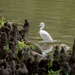 White egret by dkellogg