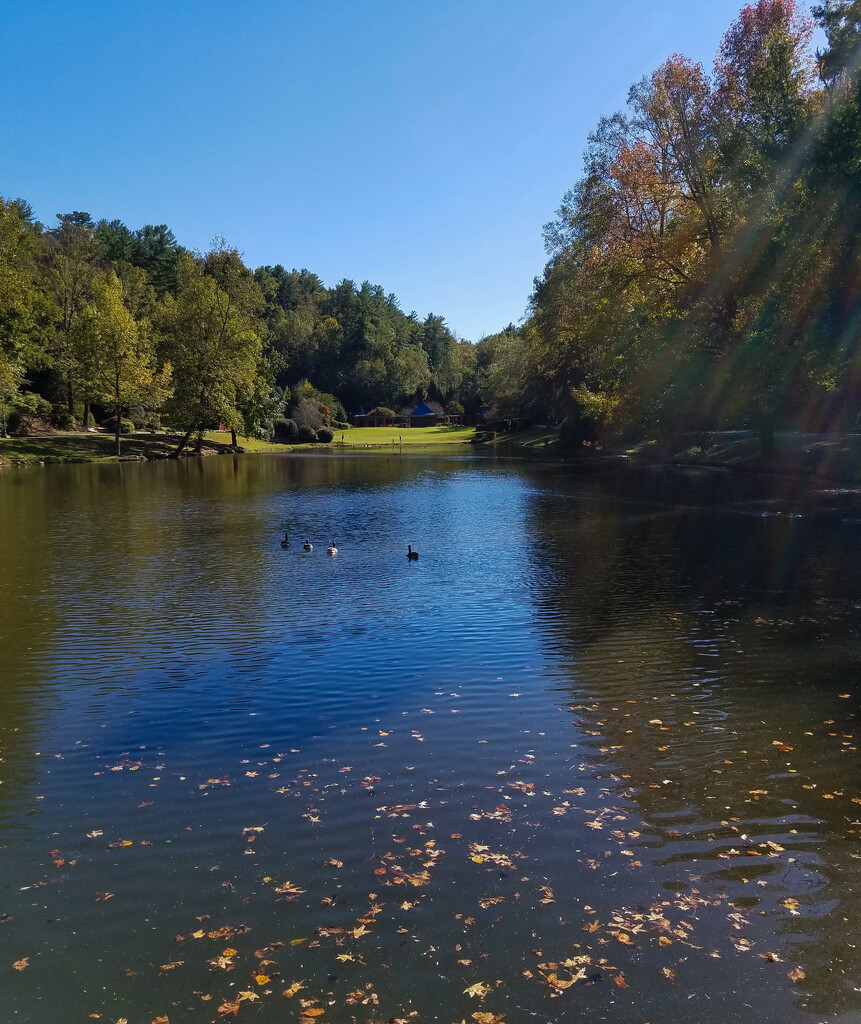 Blue sky and geese on the water by randystreat