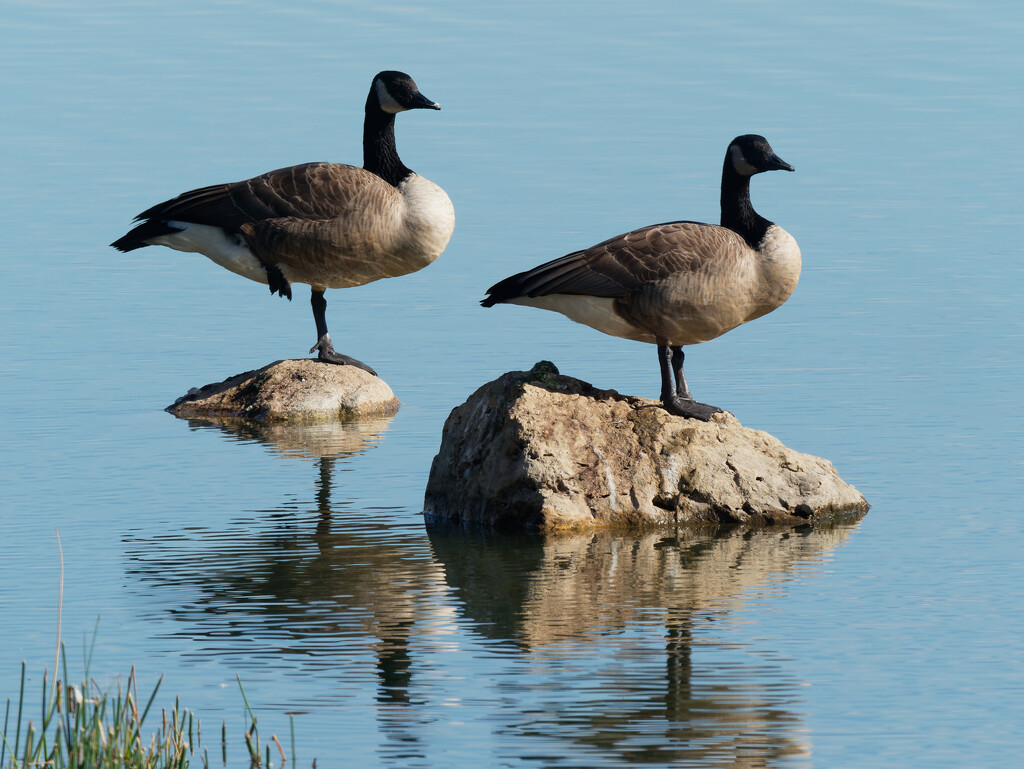 Canada geese by rminer
