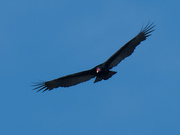 19th Oct 2021 - turkey vulture