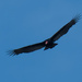 turkey vulture by rminer