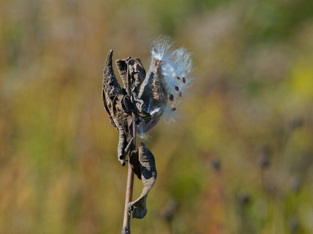 milkweed seeds  by rminer