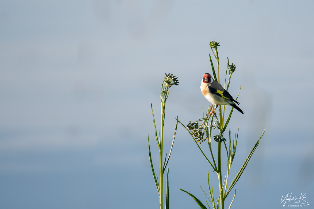 Goldfinch by yorkshirekiwi