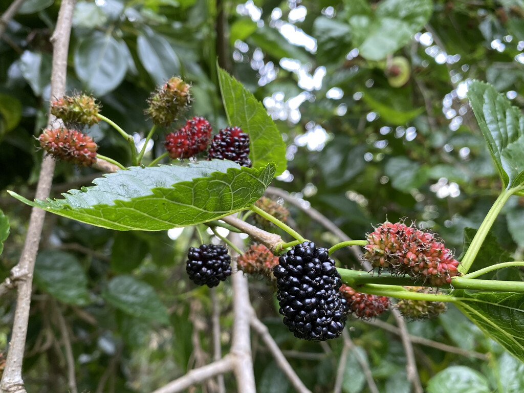 Mulberries by kjarn