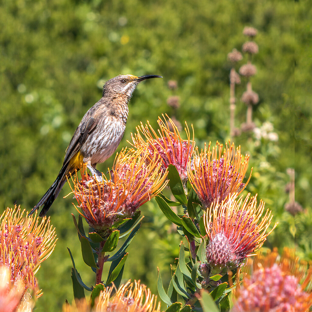 Sugarbird in Kirstenbosch by ludwigsdiana