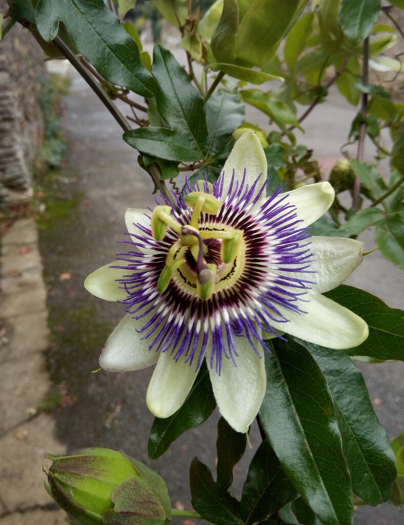 Autumn.. Passion flower by 365projectorgjoworboys