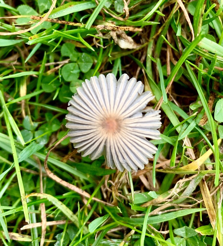 Tiny fungi by pamknowler
