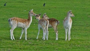 20th Oct 2021 - FALLOW FAWNS 