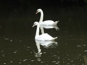 20th Aug 2021 -  Mr and Mrs Swan .........