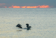 20th Oct 2021 - Playful pelicans