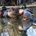 Quack by carole_sandford