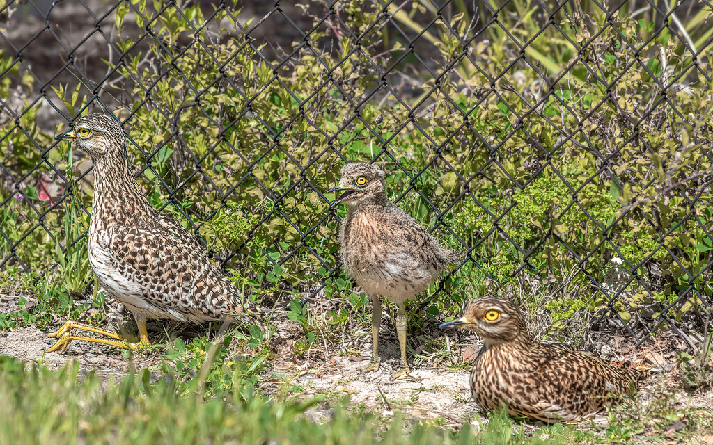 the chick wants to be entertained by ludwigsdiana