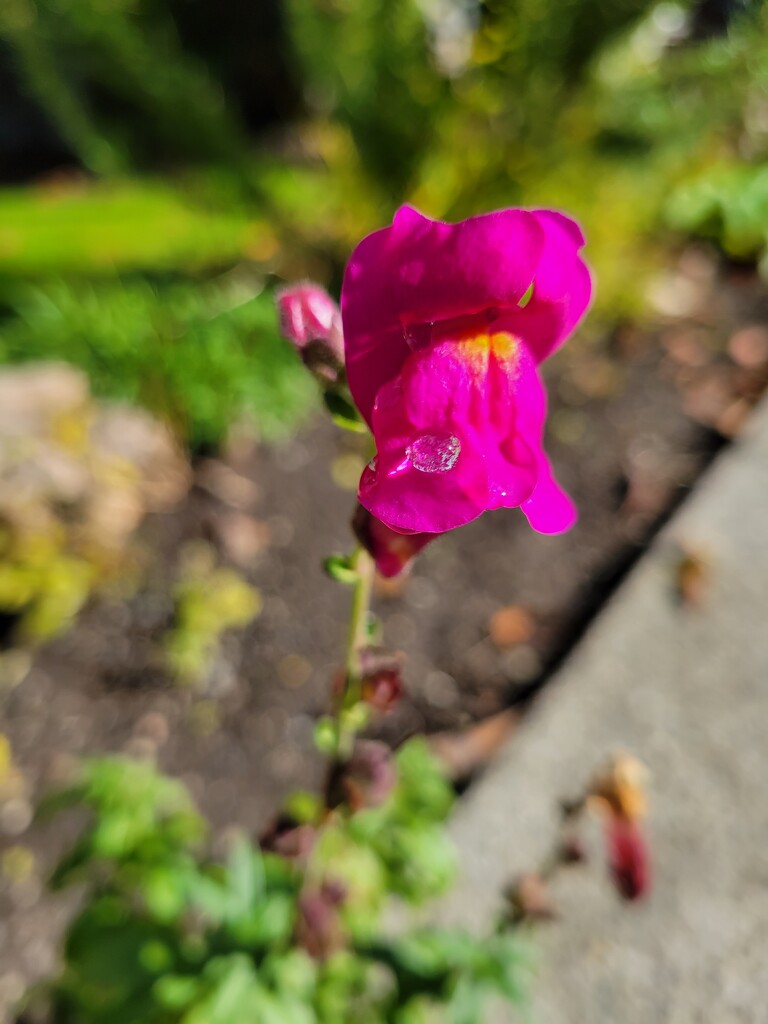 Solo Flower with Raindrop by kimmer50