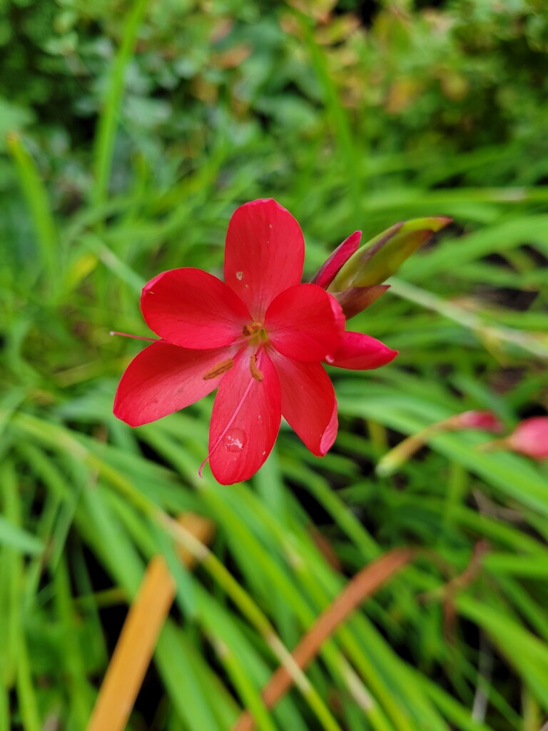 Another Flower, More Raindrops by kimmer50