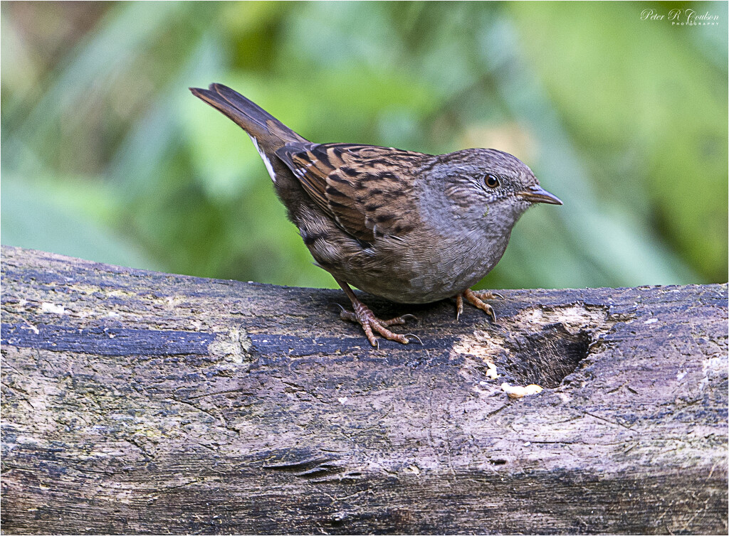 Dunnock by pcoulson