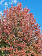 20th Oct 2021 - Fall 2021 red oak