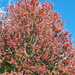 Fall 2021 red oak by larrysphotos