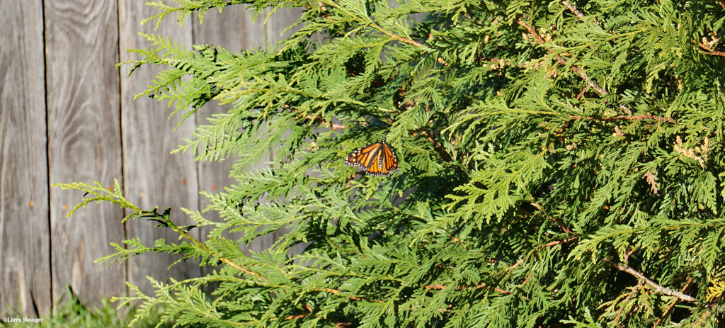 Monarch in a evergreen by larrysphotos