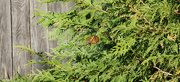 20th Oct 2021 - Monarch in a evergreen
