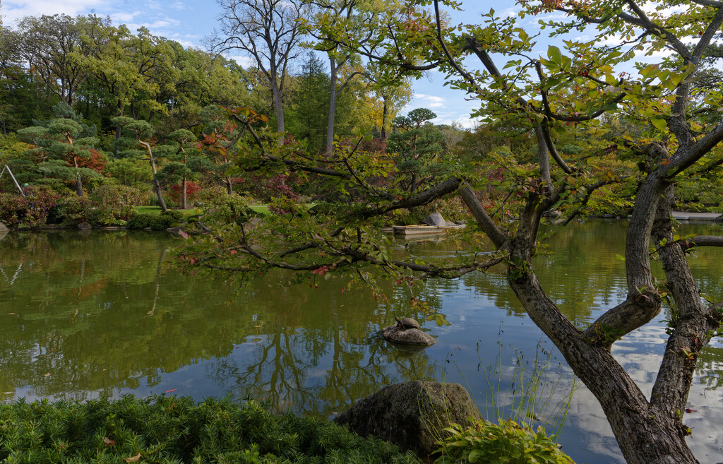 Turtle at the Japanese Gardens by rminer