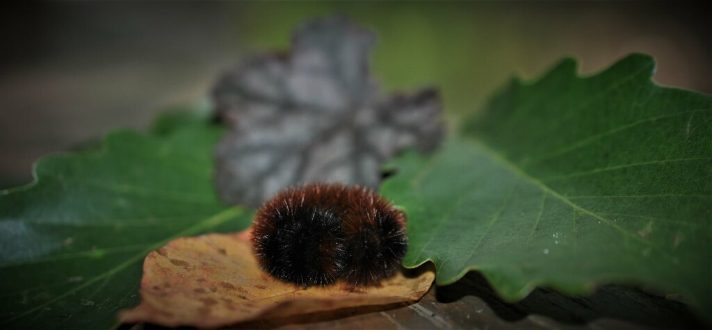 Day 271: Wooly Bear Caterpillar  by jeanniec57